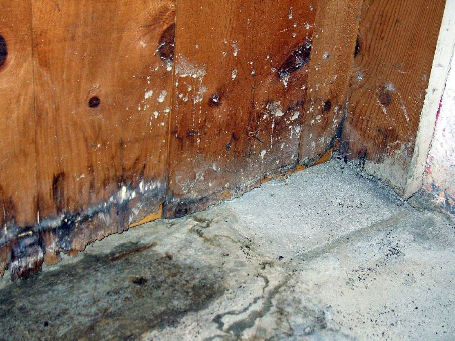 Mold: Causes, Prevention, and Removal Tips