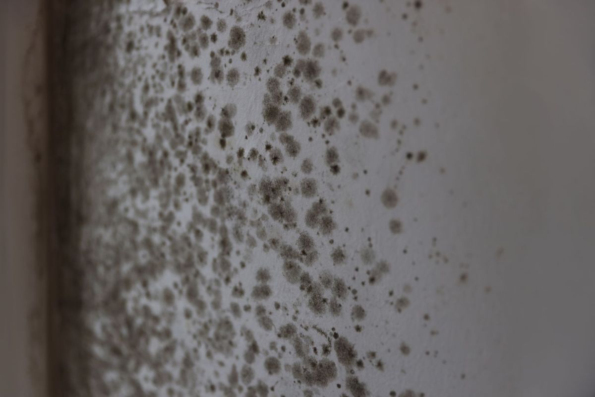 Mold at Home: Signs, Causes, and How to Get Rid of It